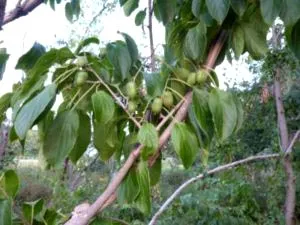 Actinidia ültetés és gondozás és etetés növénytermesztés vetőmag-szaporítás