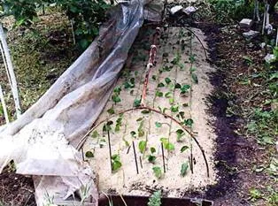 Actinidia Argut - ültetés és gondozás, tenyésztés, nyári szezonban