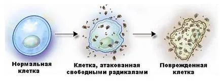 Антиоксидантите - това е списък на лекарства и витамини в хапчета с антиоксиданти,