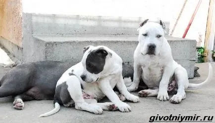 American Pit Bull Terrier Dog