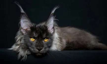 Pisica Raccoon american - Maine Coon