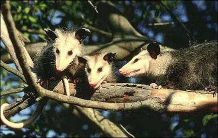 Amerikai oposszum (didelphidae), közös oposszum erszényes amerikai magatartás Activity