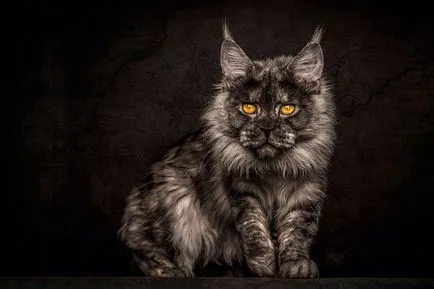 Amerikai mosómedve macska - Maine Coon