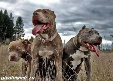 American Pit Bull Terrier Dog