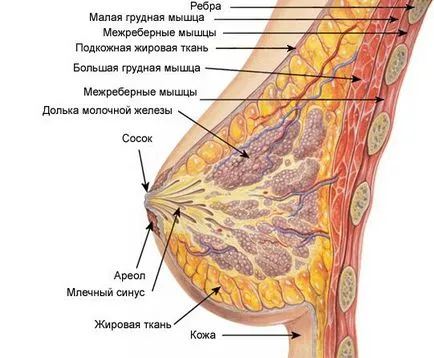 Anatomia și fiziologia sânului femeii