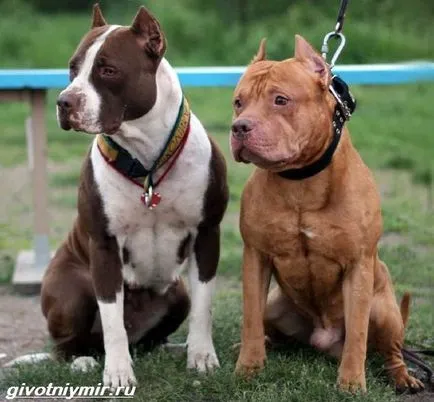 American Pit Bull Terrier Dog