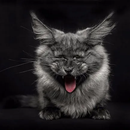 Pisica Raccoon american - Maine Coon