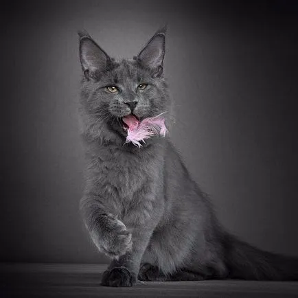 Pisica Raccoon american - Maine Coon