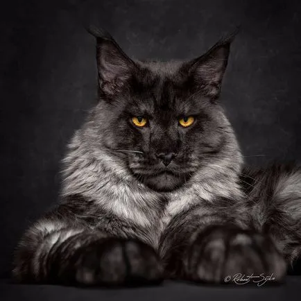 Pisica Raccoon american - Maine Coon