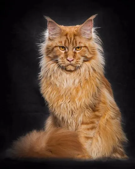 Pisica Raccoon american - Maine Coon