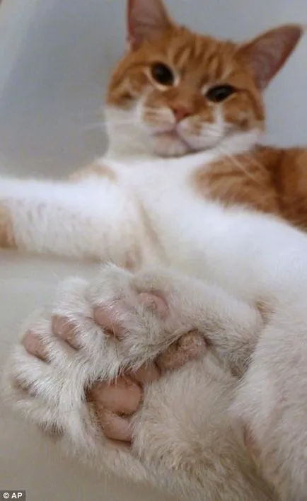 American polydactyl macska - a macska a nap - blogok