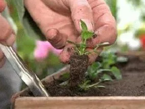 Panselute pe balcon, ca și în cazul în care pentru a planta și îngrijire