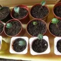 plantare tubercul begonia și de îngrijire la domiciliu, video și fotografii