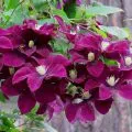 Begonia gumó ültetés és gondozás otthon, videó és fotók