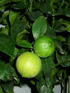 avantaje și prejudicii bergamot, proprietăți utile