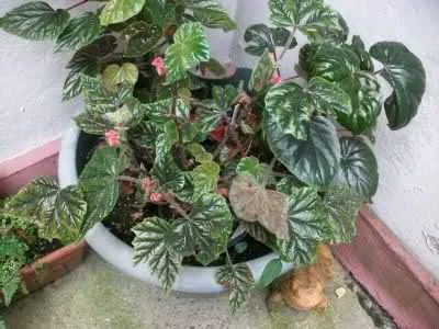 Descrierea Begonia specii și varietăți, utilizarea begonii ambientale