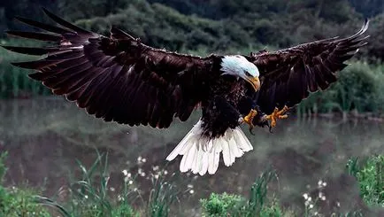 Bald Eagle - fotó, leírás, élőhely, táplálkozás, szaporodás