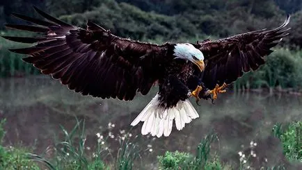 Bald Eagle - fotografii, descriere, habitat, dieta, reproducerea