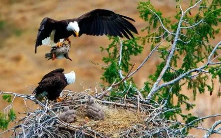 Плешив орел - снимки, описание, местообитание, хранене, размножаване
