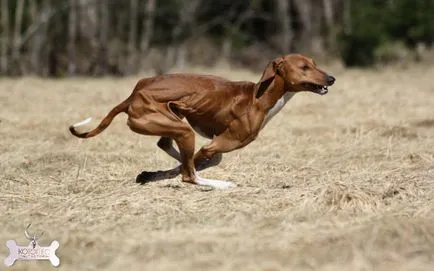 AZAWAKH (berber greyhound albastru)