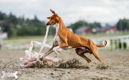 AZAWAKH (berber greyhound albastru)