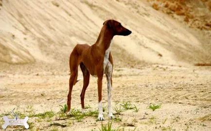 AZAWAKH (berber greyhound albastru)