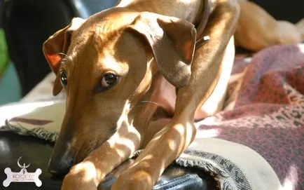 AZAWAKH (berber greyhound albastru)