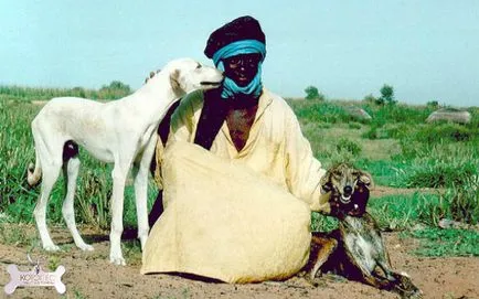 AZAWAKH (berber greyhound albastru)