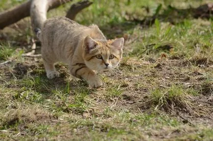 Пясък котка снимка