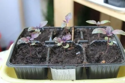 Basil termesztése magokat az ablakpárkányon otthon
