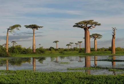 Baobab - fejjel lefelé fa (25 fotó)