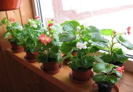 plantare tubercul begonia și de îngrijire la domiciliu, video și fotografii