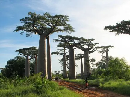 Baobab - fejjel lefelé fa (25 fotó)