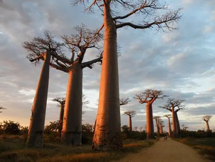 Baobab - copac cu susul în jos (25 poze)