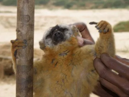 Baobab - copac cu susul în jos (25 poze)