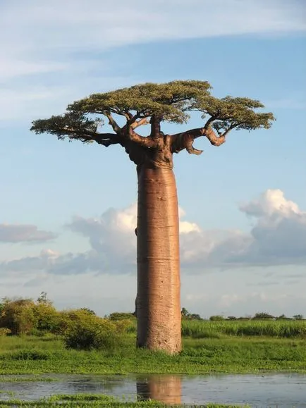 Baobab - fejjel lefelé fa (25 fotó)