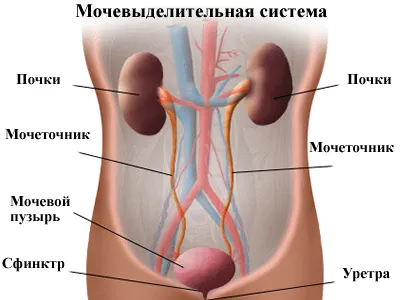 Cystoscopy (cystourethroscopy) индикации, рискува да разбира от процедурата