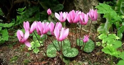 Cyclamen de îngrijire la domiciliu, florală-blog