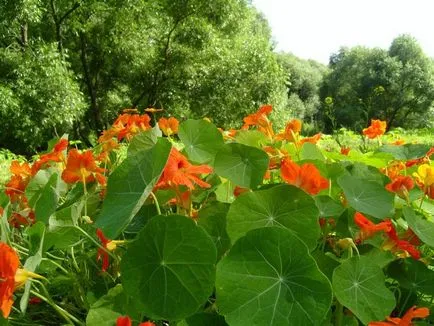 Nasturtium plantarea de flori și de îngrijire, bolile de reproducere și a plantelor