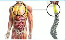 Biology 8 клас гръбначния мозък