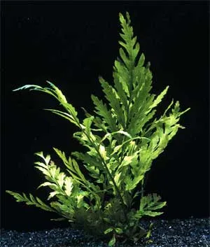 Bolbitis gedeloti или Конго папрат (bolbtis hendelotii), водни растения