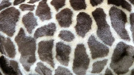 Ingyenes textúrák állati szőr