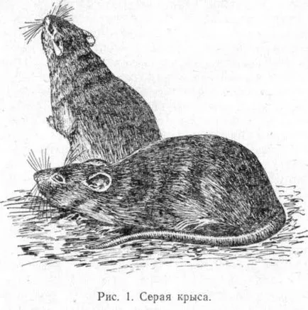 Биологични характеристики гризачи сив Pasyuk плъх (Rattus norvegicus Berk