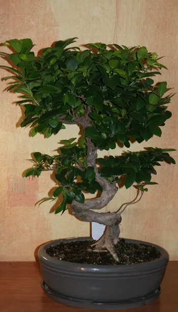 Bonsai Ficus benjamina - описание, размножаване, грижи, озеленяване, снимка, използвани в сортове градински