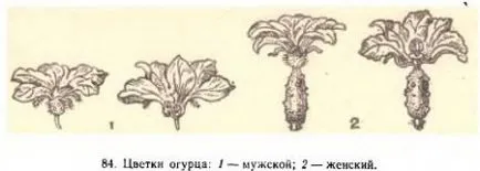 Ботаническата описание на краставици - agroarhiv селскостопански материали