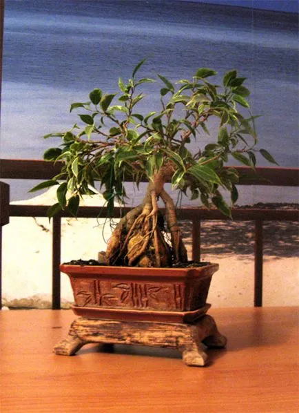 Bonsai Ficus benjamina - leírás, reprodukció, gondoskodás, ültetés, fotó, használt kerti fajták