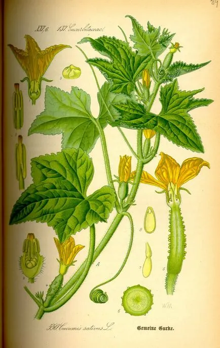 Botanikus leírása uborka - általános leírása az uborka növények - uborka enciklopédia - uborka,