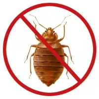 Колкото по-опасни грешки в апартамент, дом насекомо вреда на човека на