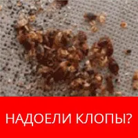Cele mai periculoase bug-uri în apartament, casa de insecte muscatura vătămarea oamenilor