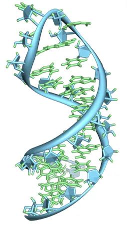 A különböző vegyületek szerkezete a DNS-t és RNS-t, mi a különbség
